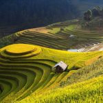 Khám phá Mù Cang Chải – Ô Quy Hồ – Sapa (3N2Đ)