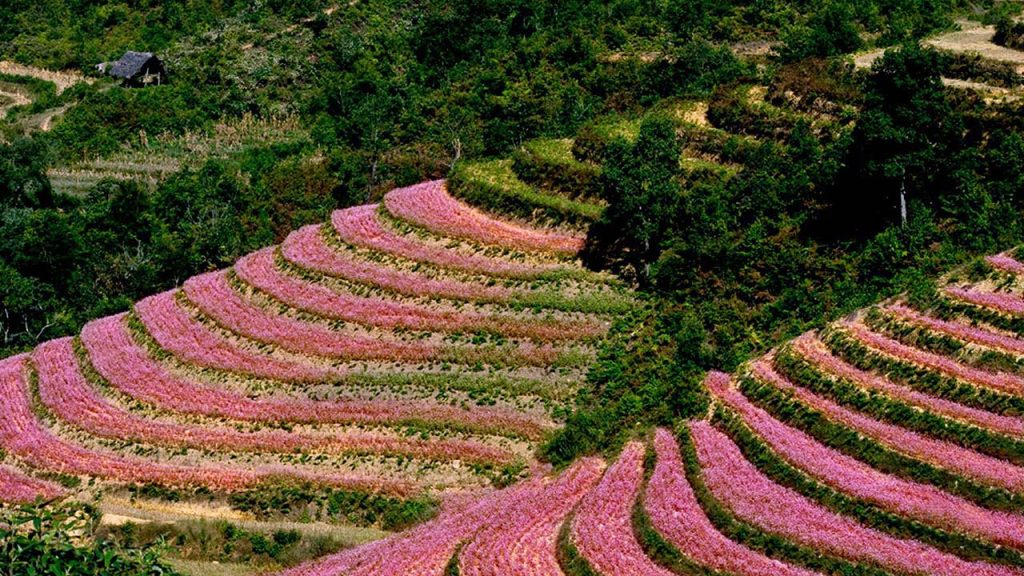 Tour Đà Nẵng – Hà Giang (4N3Đ) giá rẻ, siêu hot
